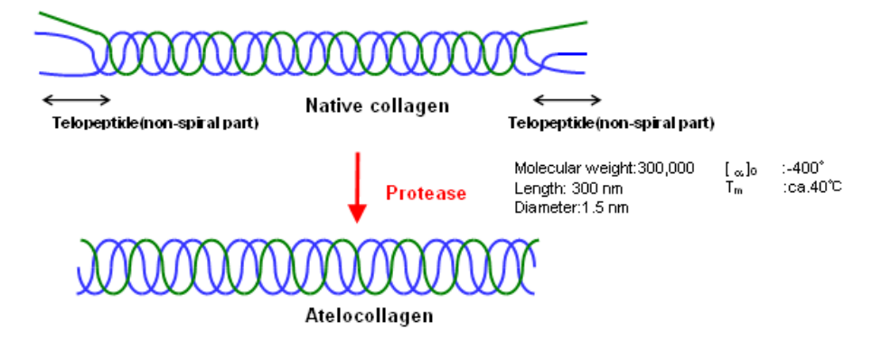 AteloGene® 体内siRNA转染试剂盒 AteloGene® 体内siRNA转染试剂盒
