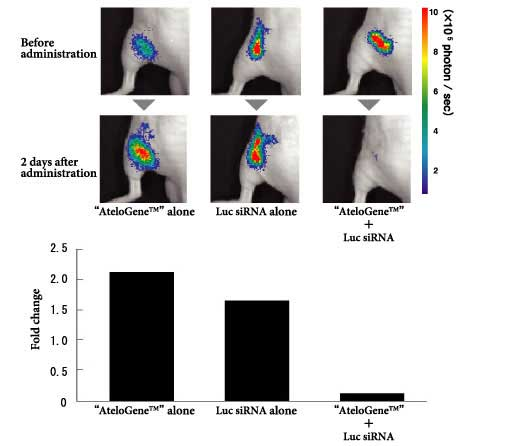 AteloGene® 体内siRNA转染试剂盒 AteloGene® 体内siRNA转染试剂盒